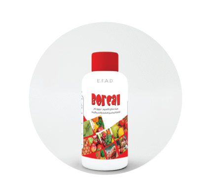 بوركال - BorCal